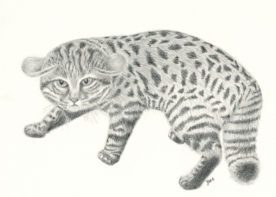 'deadly Hunter' Black Footed Cat Photography Art | Nature's Art Productions 