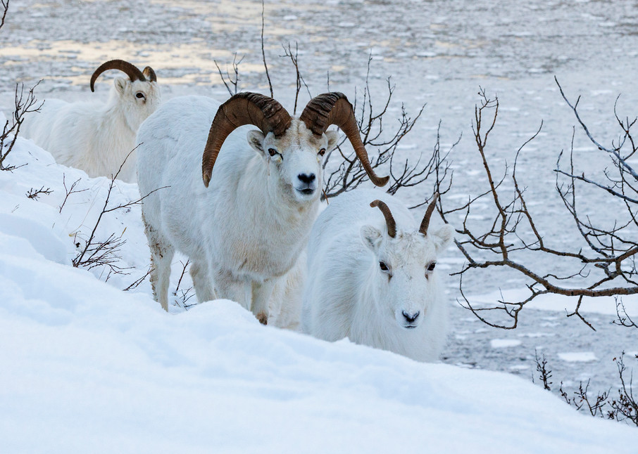 Winter landscape of Dall Sheep Ewes and Ram in snow above ice choked Turnagain Arm in the Chugach Mountains south of Anchorage at Windy Corner with the Kenai Mountains in background

Photo by Jeff Schultz/  (C) 2021  ALL RIGHTS RESERVED