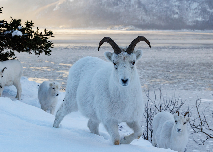 Winter landscape of Dall Sheep Ewes and Ram in snow above ice choked Turnagain Arm in the Chugach Mountains south of Anchorage at Windy Corner.  Kenai Mountains in background.

Photo by Jeff Schultz/  (C) 2021  ALL RIGHTS RESERVED