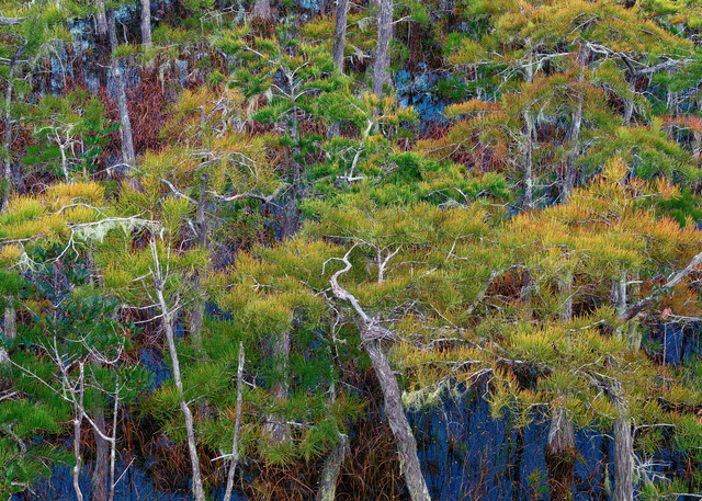 Dwarf Cypress   Tates Hell Forest I Photography Art | Distant Light Studio