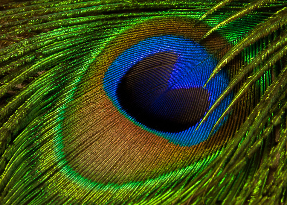 "Peacock Feather"