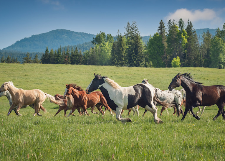 Horses Running in the Meadow