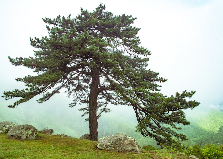 A tree on the edge of a cliff along the Blue Ridge Parkway, Virginia- - Fine Art Photography Print