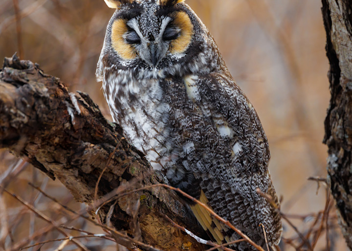 Long Eared Owl Nap