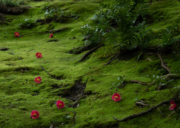 Moss Garden With Camellias. Photography Art | Russel Wong Photo Art