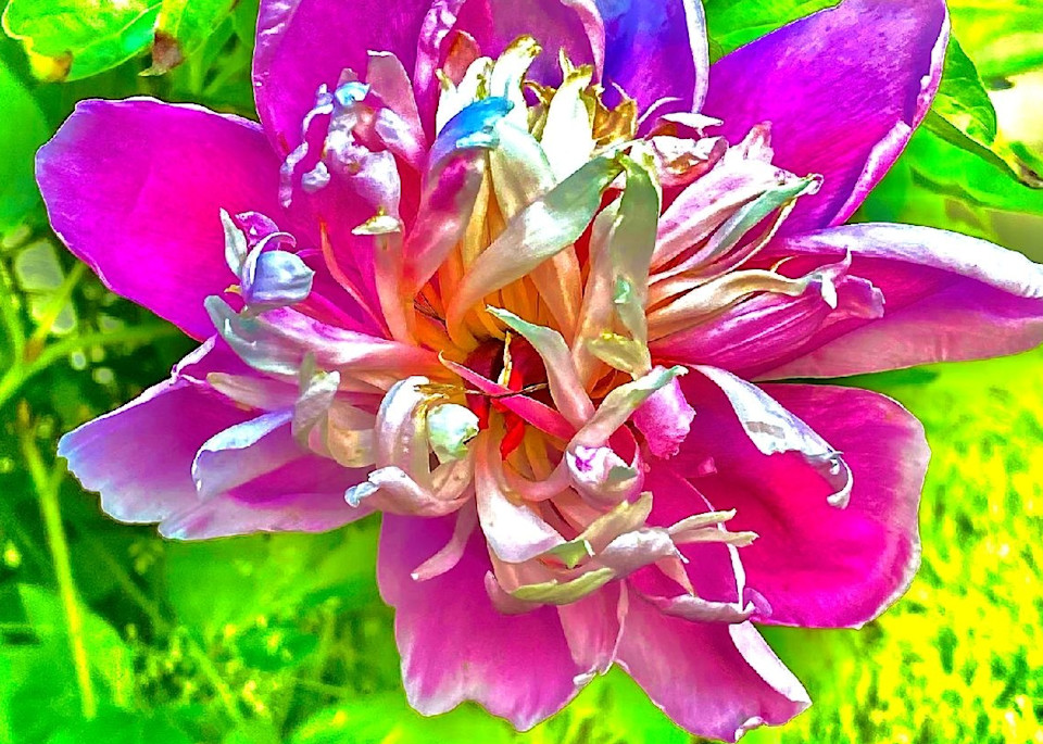 Flower 23 Bright Pink Photography Art | arevolt64