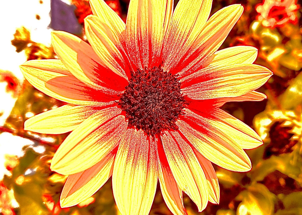 Flower 19 Yellow Photography Art | arevolt64