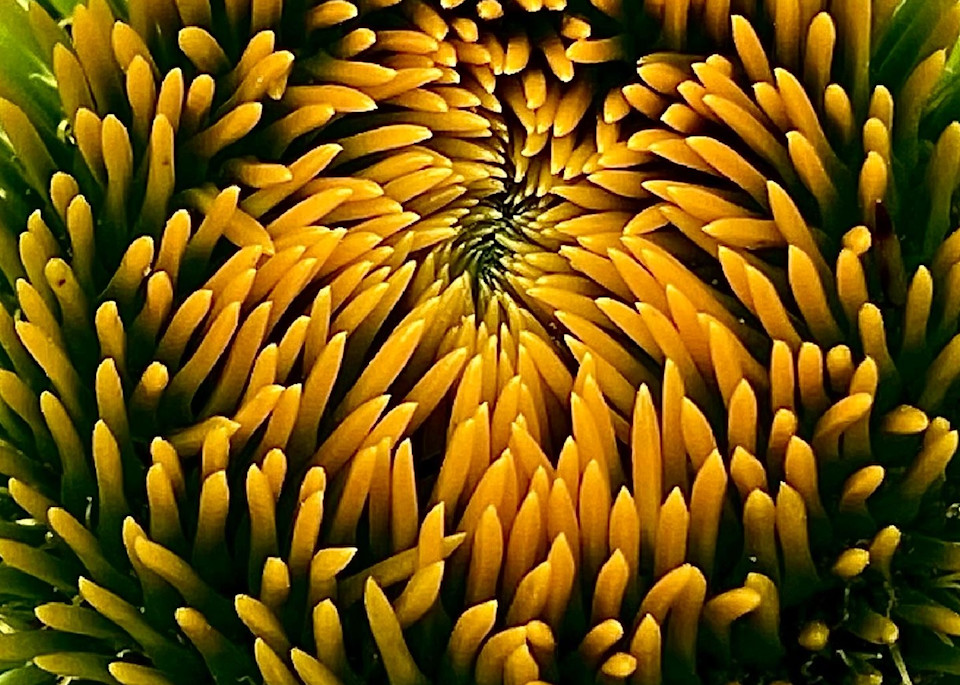 Flower 10 Yellow Photography Art | arevolt64