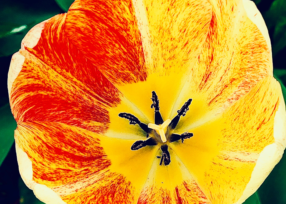 Flower 12 Red/Yellow Photography Art | arevolt64