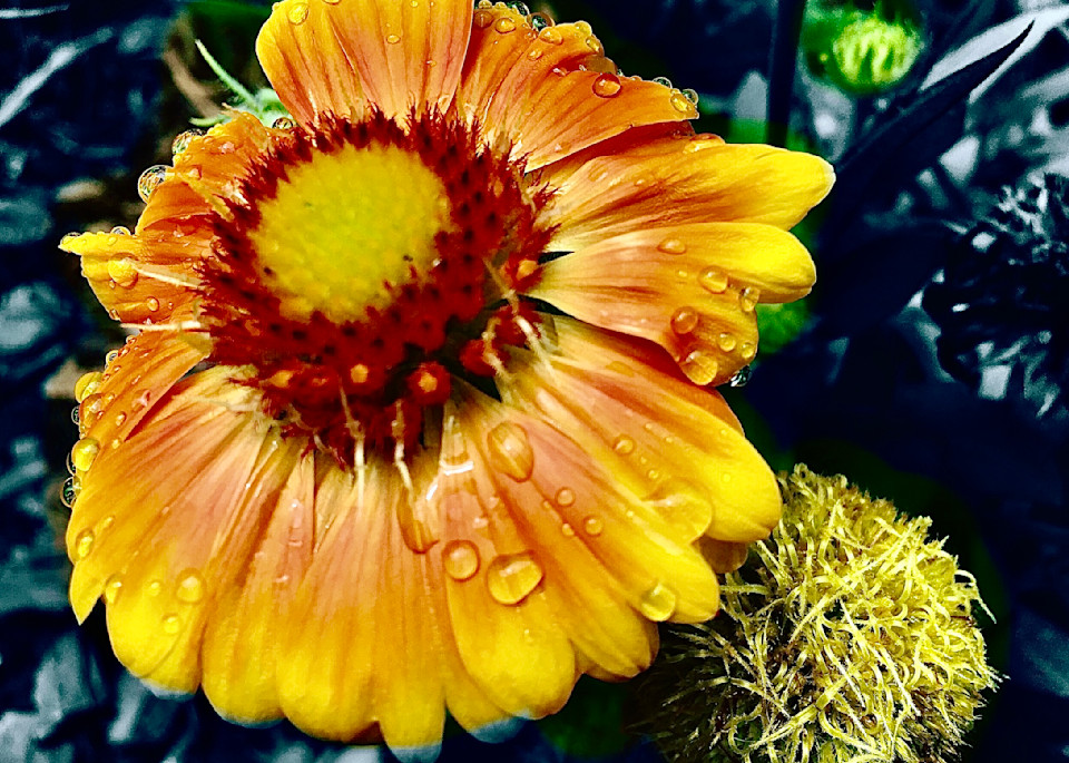 Flower Series 11 Yellow/Orange Photography Art | arevolt64