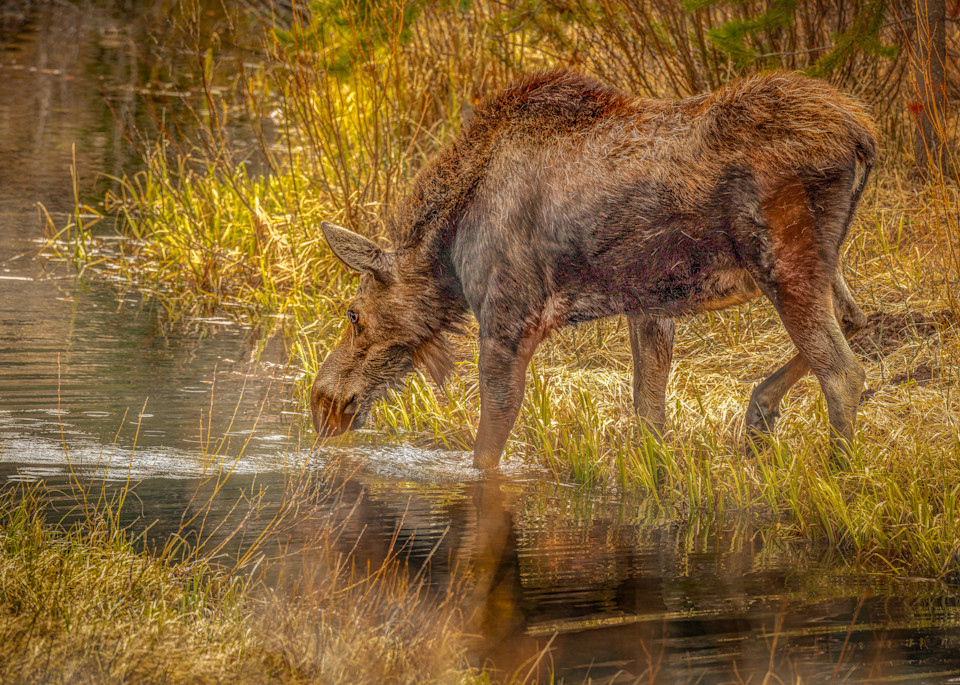 Moose Drool Art | JL Grief Fine Art Photography