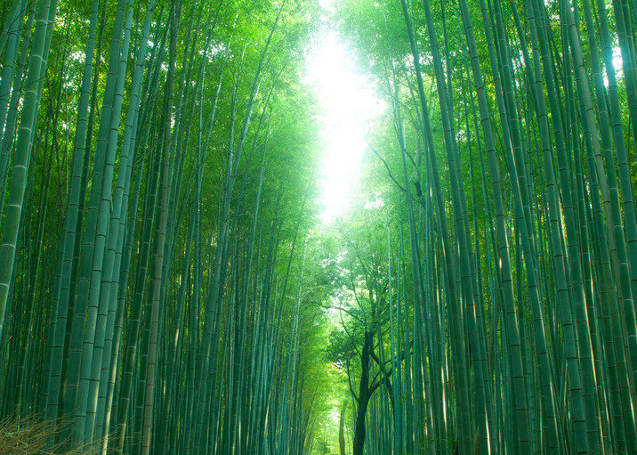 Bamboo Forest Path Photography Art | Russel Wong Photo Art
