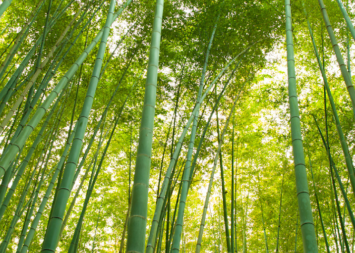 Tall Bamboo Forest  Photography Art | Russel Wong Photo Art