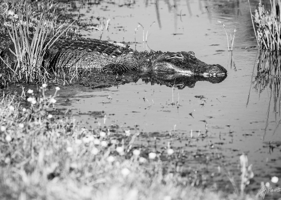 American Alligator Reflection BW, Damon, Texas