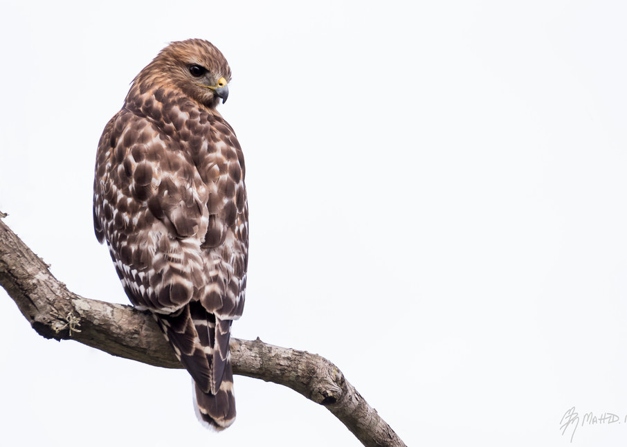 Red-shouldered Hawk, Damon, Texas