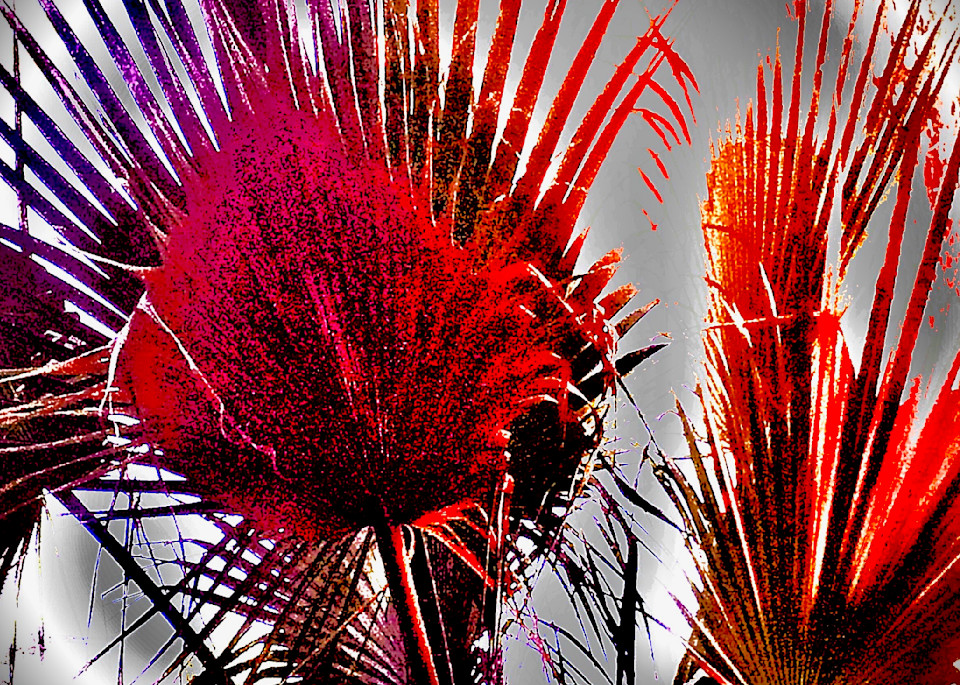 Southern California Palms. Vibrant red photograph by Paula diLeo