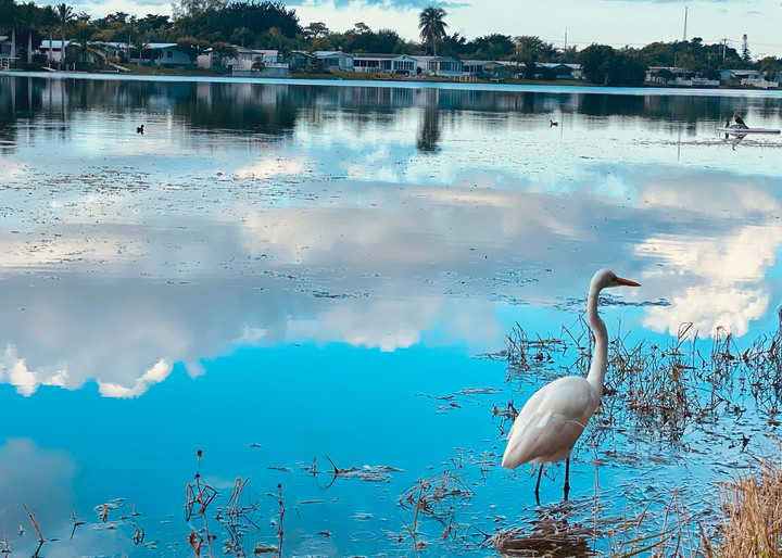 Great White Egret In The Lake  Art | ShamanIsis.com