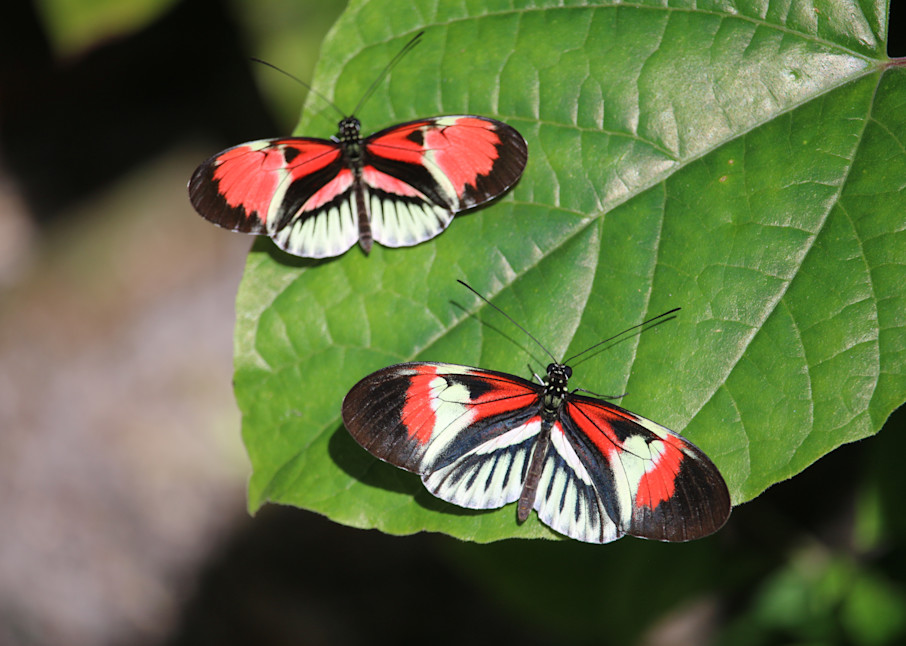 Twin Butterflies Resting On A Green Leaf  Art | ShamanIsis.com