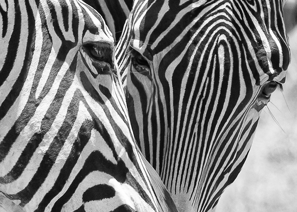 Black and White Print of Zebras Nuzzle