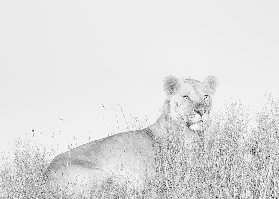 Black and White Print of a young lion