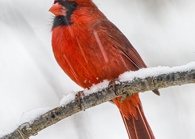 Northern Cardinal Male in Snowstorm.