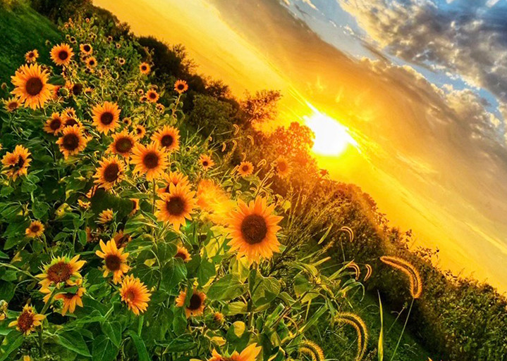 Lh Sunflowers Art | Sunrise Galleries