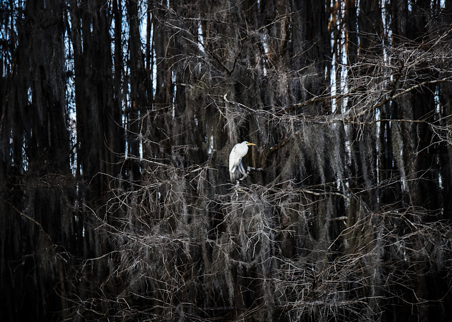 White Birdie Photography Art | Claudia F Coker Photography LLC