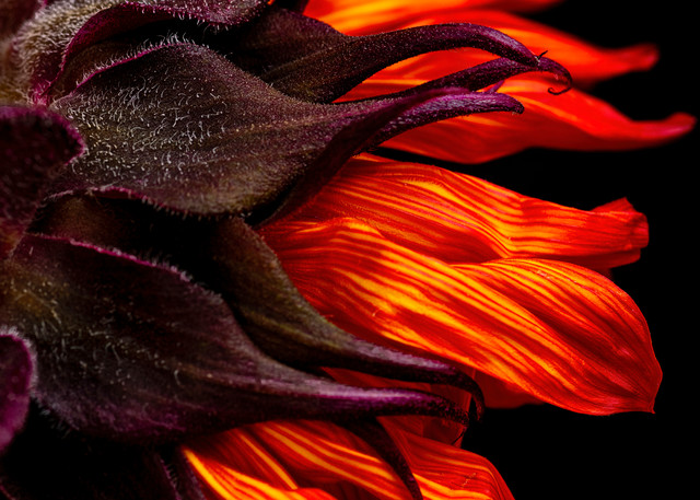 Flaming Sunflower Photography Art | Kendall Photography & Fine Art