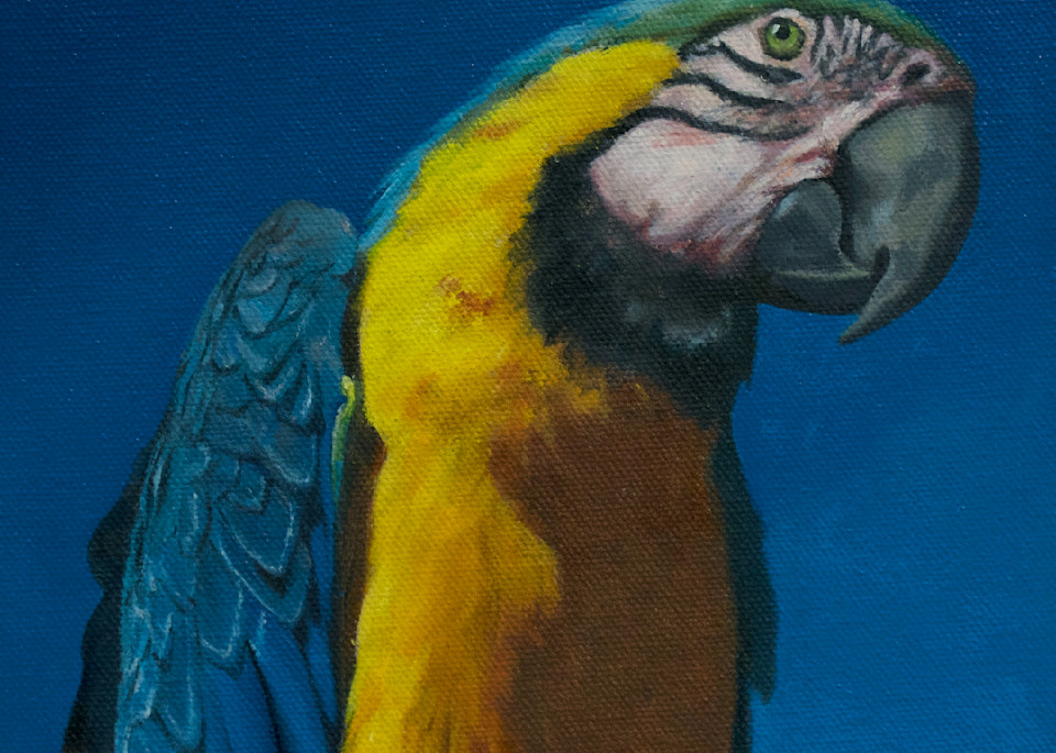 Parrot Of Peru Art | Gwenn Knapp Artist
