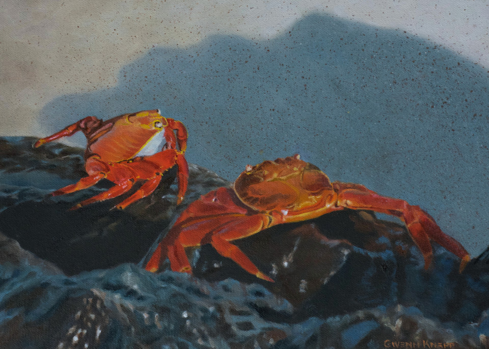 Sally Lightfoot Crabs Art | Gwenn Knapp Artist