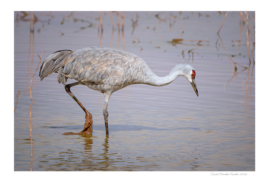 Foraging In The Mud   Signed 2022 Photography Art | Carol Brooks Parker Fine Art Photography