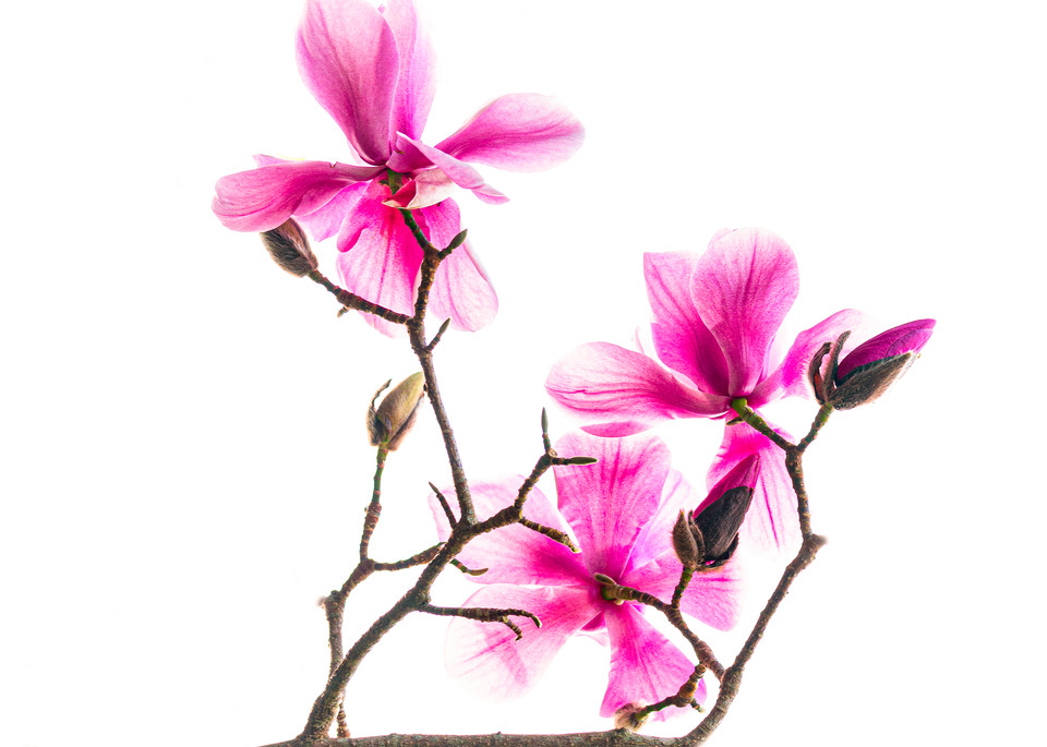 Vibrant pink magnolia blossoms on white background fine-art print
