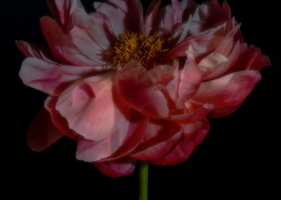 Dramatic pink peony with dancing petals fine-art portrait on black background