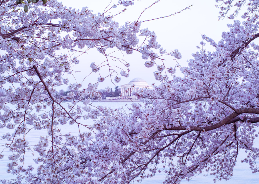 Cherry blossoms blanket the Jefferson Memorial in Washington, DC along the Tidal Basin - Fine Art Photo Prints