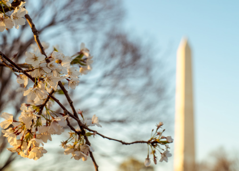 White fluffy cherry blossoms against the Washington Monument in Washington, DC