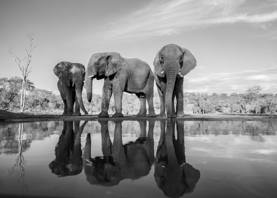 Elephant 5 M Photography Art | Mark Nissenbaum Photography