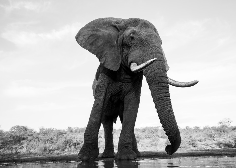 Elephant 2 M Photography Art | Mark Nissenbaum Photography