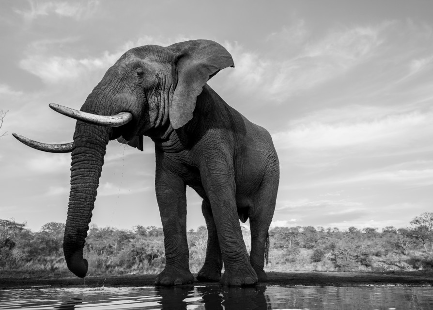 Elephant 6 M Photography Art | Mark Nissenbaum Photography