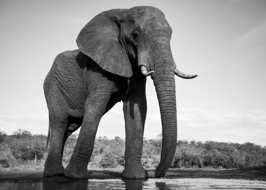 Elephant 3 M Photography Art | Mark Nissenbaum Photography