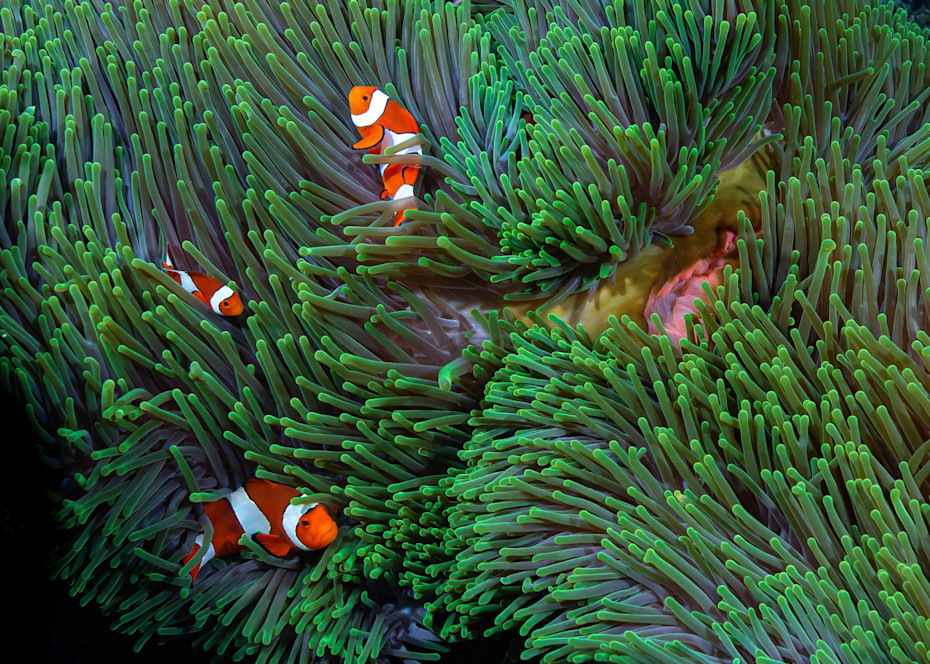 Anemone Clownfish Photography Art | Mark Gottlieb Images