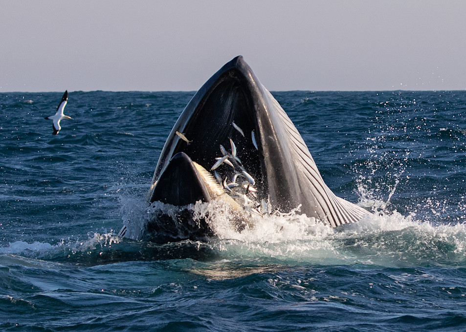 Budest Whale   South Africa Photography Art | Mark Gottlieb Images