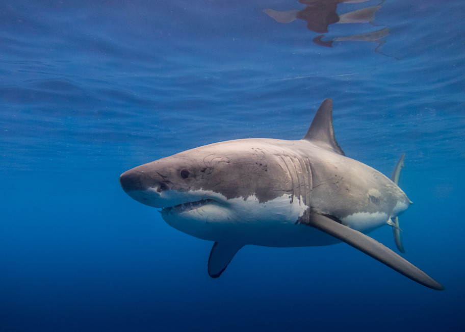 Great White Shark Photography Art | Mark Gottlieb Images