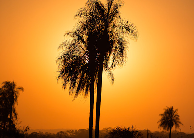 Sunset Palm Tree Photography Art | Mark Gottlieb Images