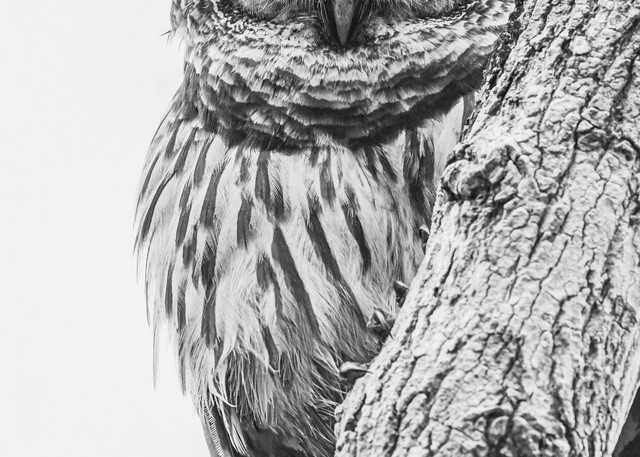 Barred Owl in Contrast - Bird fine-art photography prints