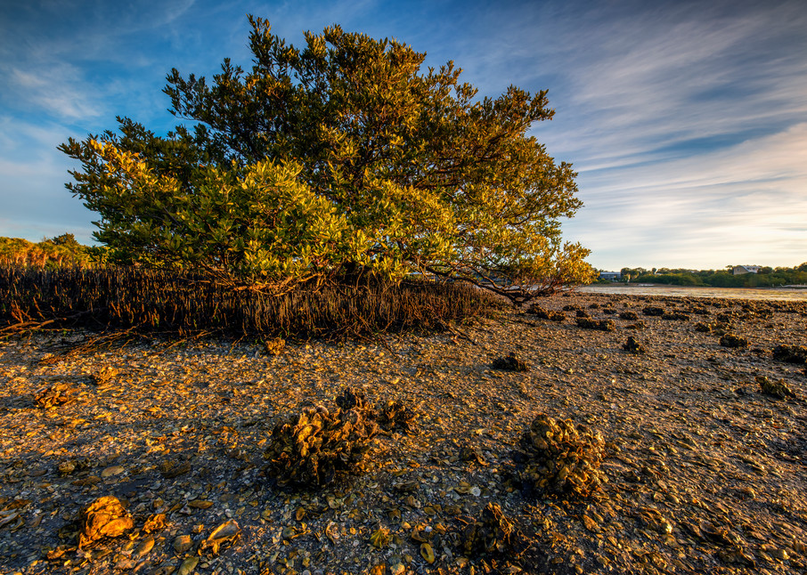 Mangrove in the Morning - Florida fine-art photography prints