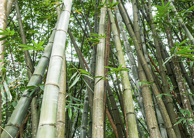 BambooTall