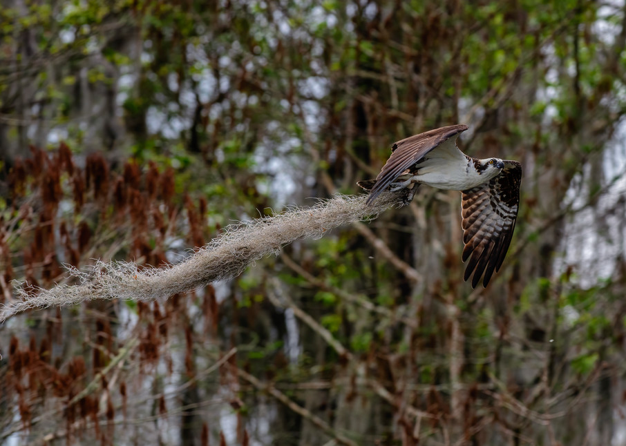 Housekeeping Osprey 2 - Florida wildlife photography prints
