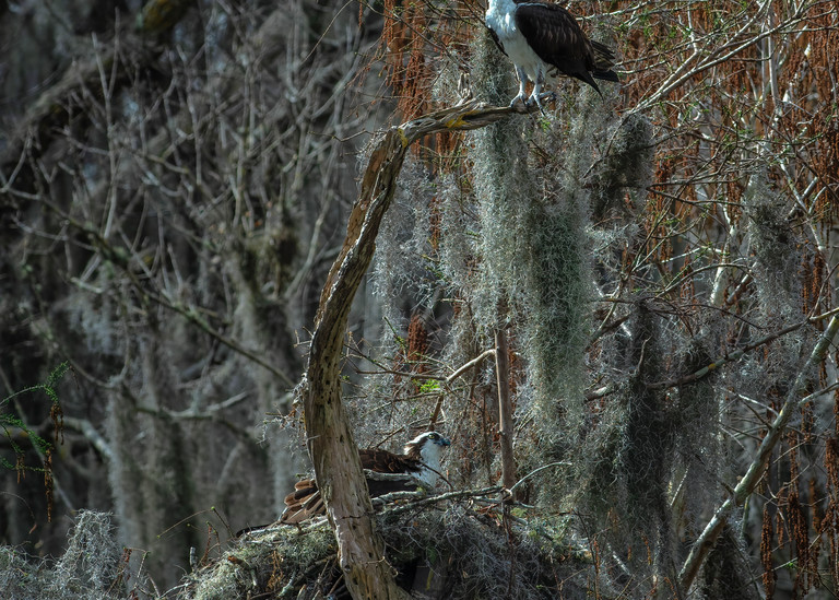 Nesting Osprey - Florida wildlife photography prints
