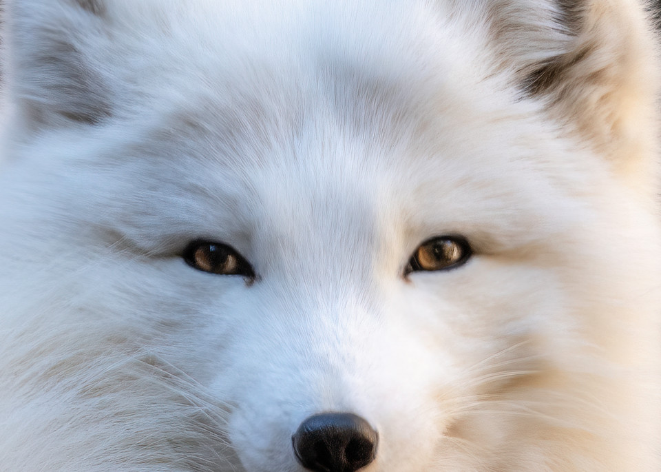 White Arctic Fox Portrait