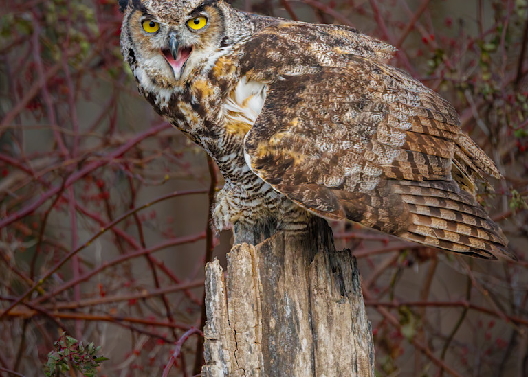 Great HOrned Owl Spirit